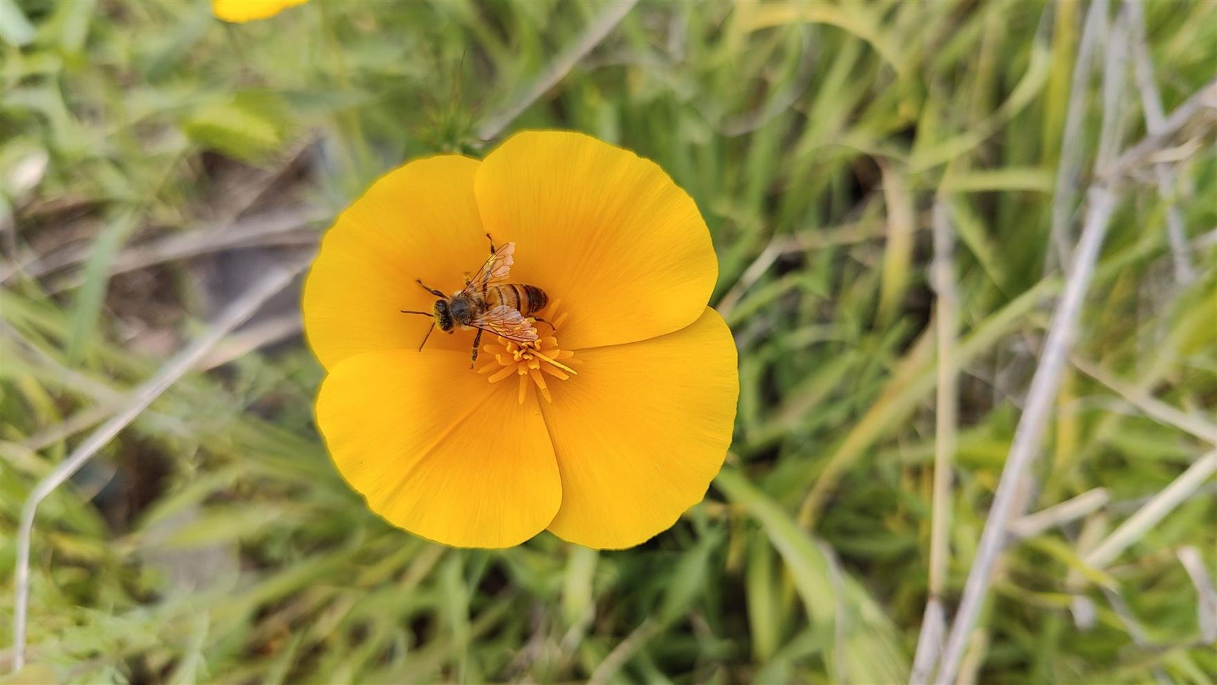 A bee pollinating a bright orange Mexican gold poppy during an Arizona desert superbloom