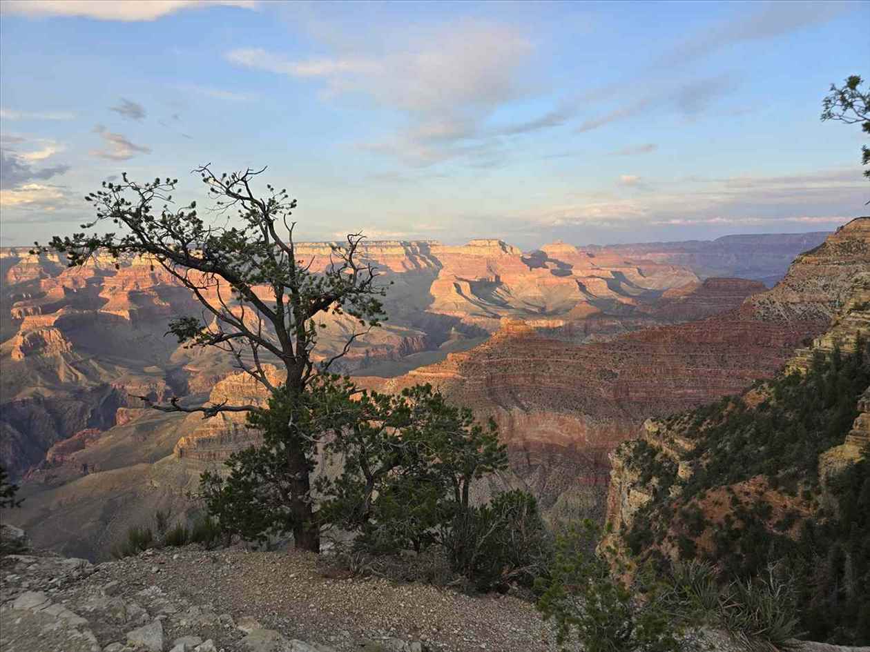 Grand Canyon South Rim framed by a pine tree