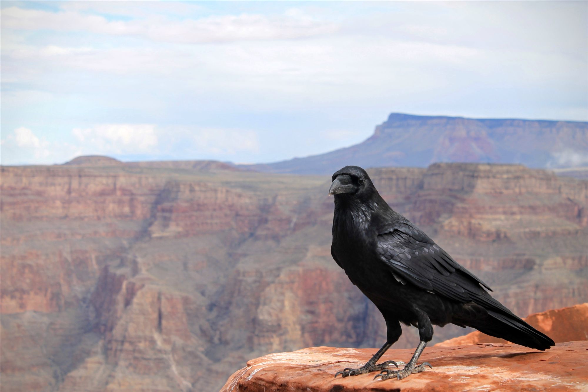 A raven overlooking the western Grand Canyon at Grand Canyon West on Hualapai tribal land, near Peach Springs, Arizona